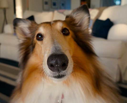 Bark if you love The Humane Society!