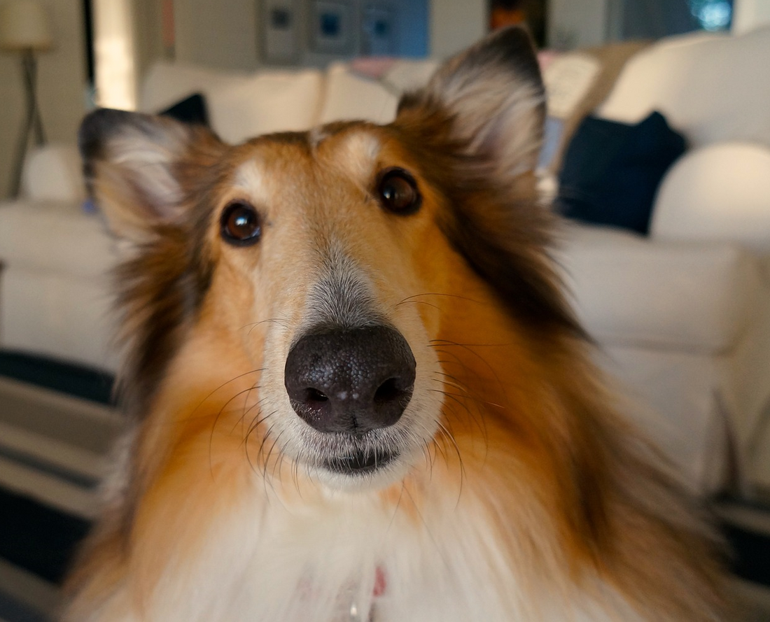 Bark if you love The Humane Society!